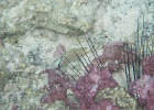 0064_IMG_1164_Raiatea.JPG