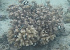 0065_IMG_1165_Raiatea.JPG