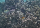 0066_IMG_1167_Raiatea.JPG