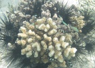 0070_IMG_1181_Raiatea.JPG
