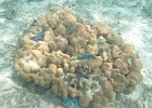 0072_IMG_1184_Raiatea.JPG