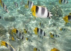 0098_IMG_1207_Raiatea.JPG