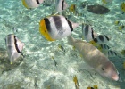 0099_IMG_1208_Raiatea.JPG