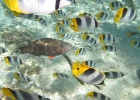 0100_IMG_1209_Raiatea.JPG