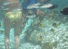 0104_IMG_1217_Raiatea.JPG