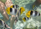 0105_IMG_1220_Raiatea.JPG
