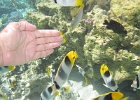 0109_IMG_1226_Raiatea.JPG