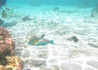0115_IMG_1241_Raiatea.JPG