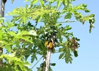 0178_IMG_2580_Raiatea.JPG