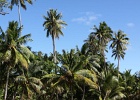 0188_IMG_2602_Raiatea.JPG