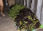 0194_IMG_2633_Raiatea.JPG
