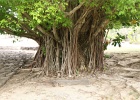 0251_IMG_2739_Raiatea.JPG