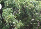 0255_IMG_2752_Raiatea.JPG