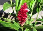 0338_IMG_1451_Raiatea.JPG