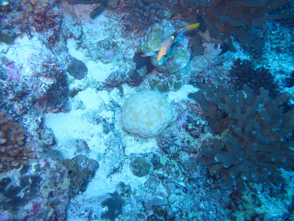 0057 IMG 1709 Rangiroa