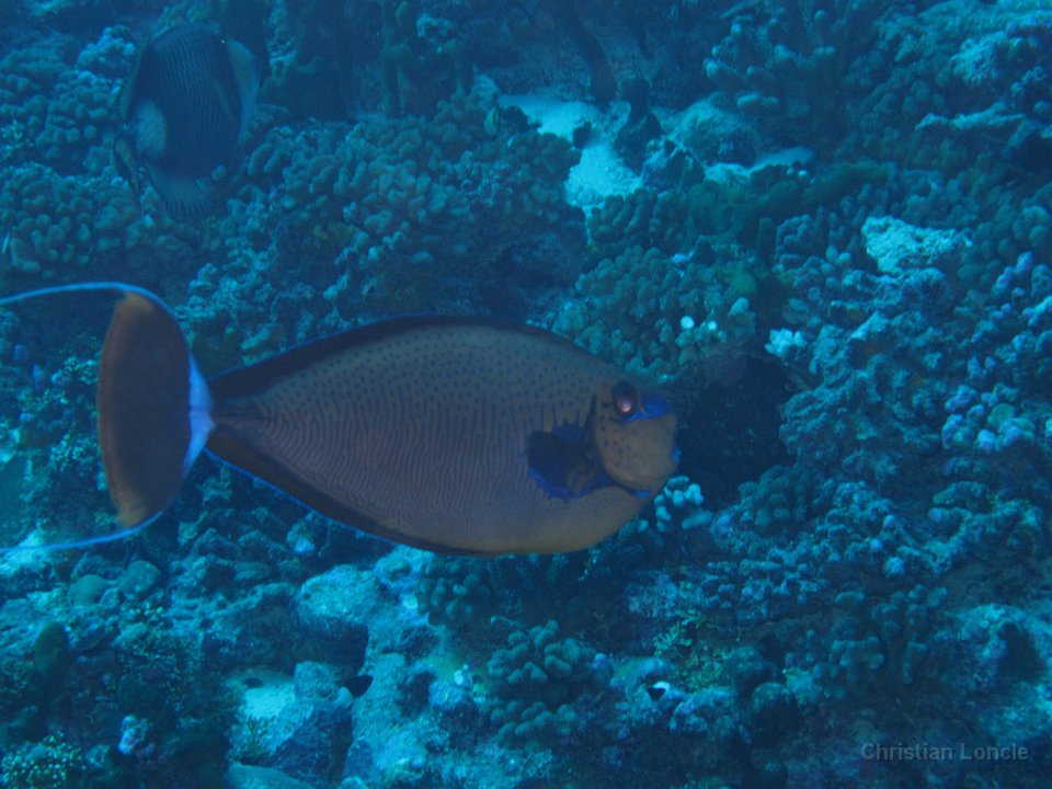 0058 IMG 1710 Rangiroa