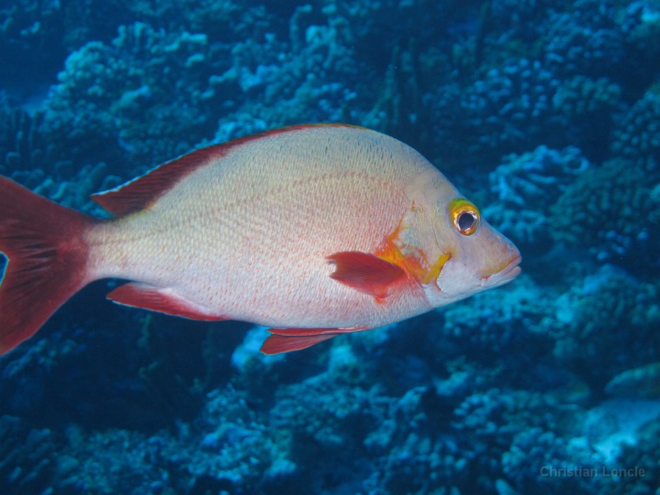 0059 IMG 1711 Rangiroa