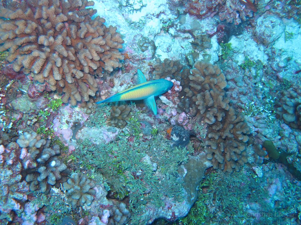 0060 IMG 1715 Rangiroa