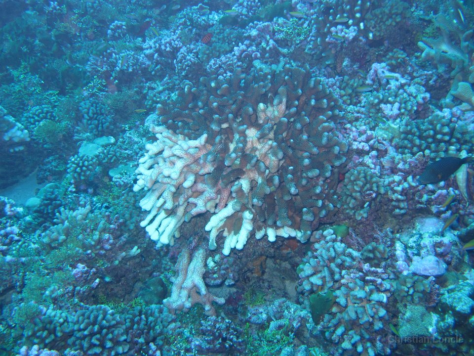 0061 IMG 1716 Rangiroa