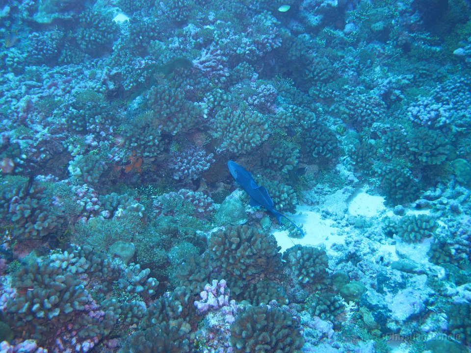 0062 IMG 1717 Rangiroa