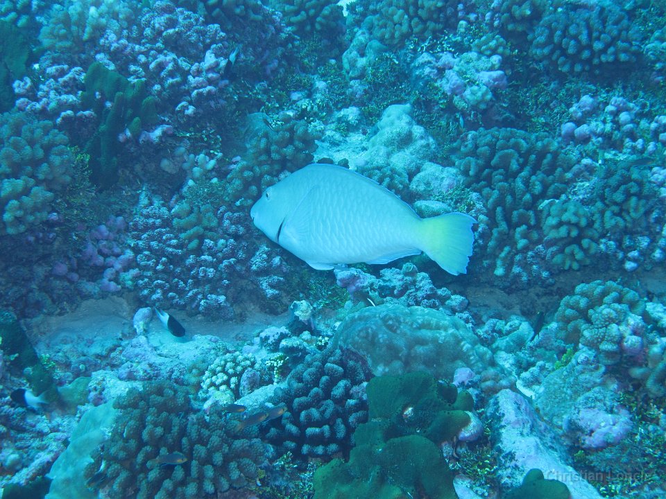 0063 IMG 1718 Rangiroa