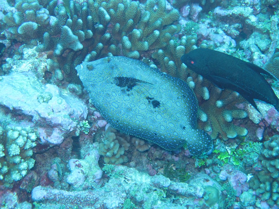 0065 IMG 1721 Rangiroa