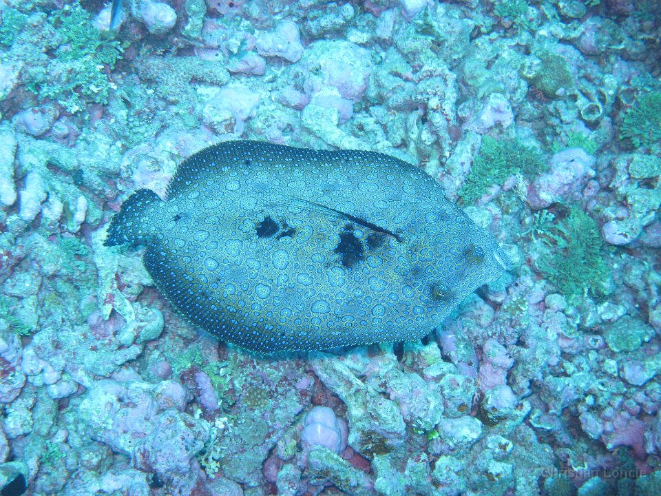 0066 IMG 1722 Rangiroa