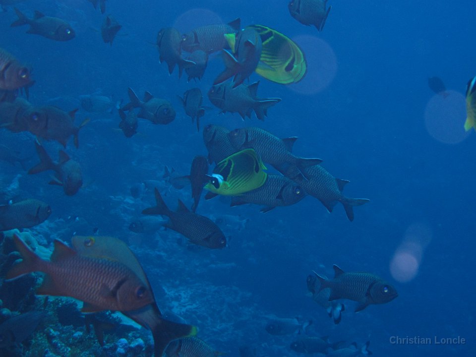 0069 IMG 1746 Rangiroa