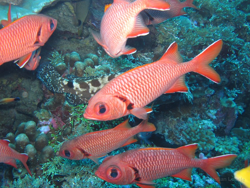 0071 IMG 1749 Rangiroa