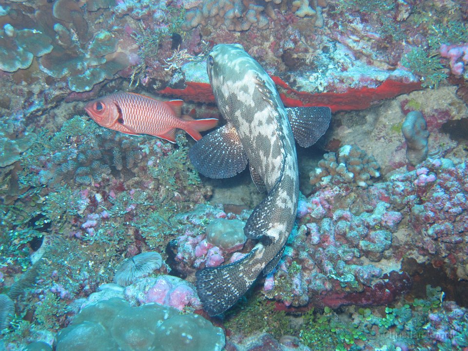 0074 IMG 1752 Rangiroa