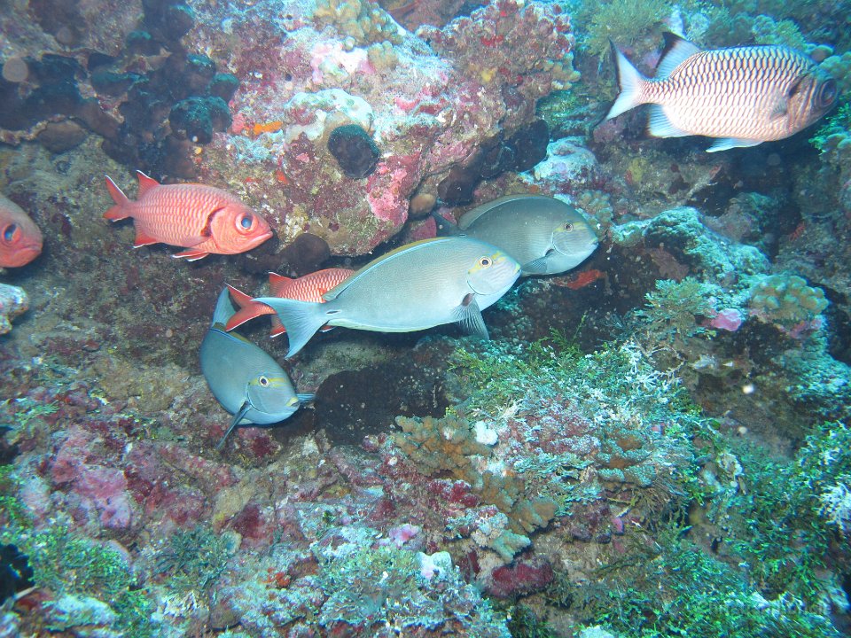 0076 IMG 1757 Rangiroa