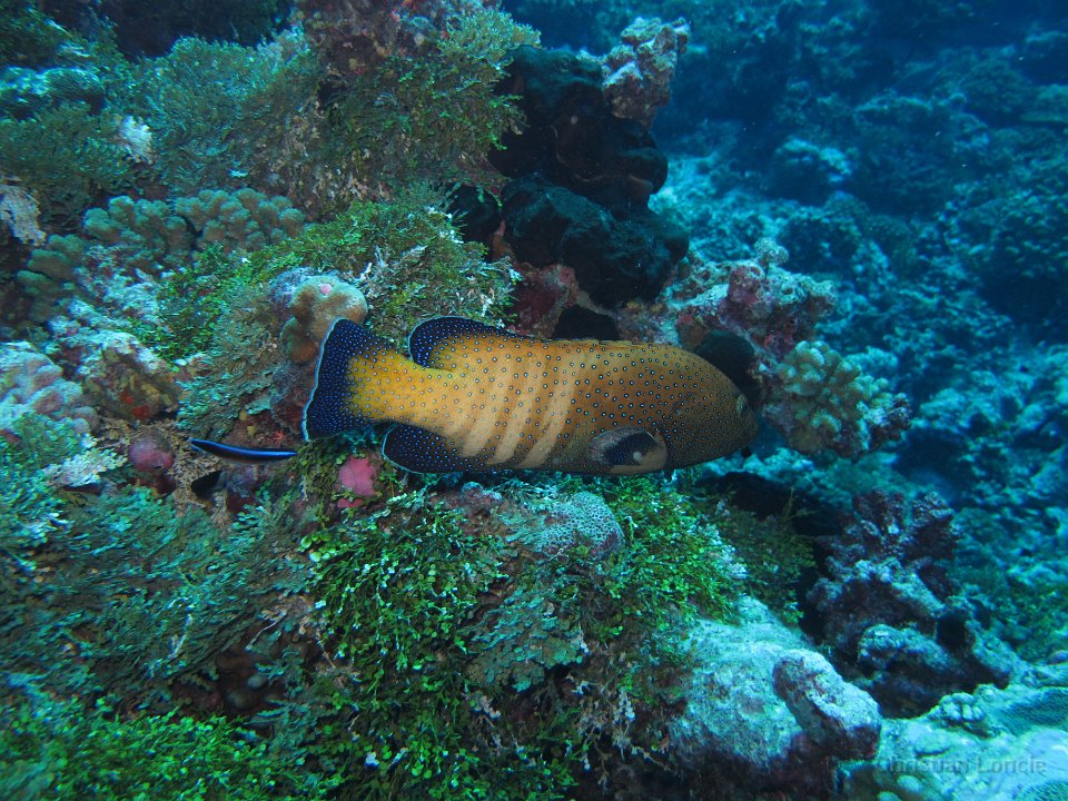 0077 IMG 1758 Rangiroa