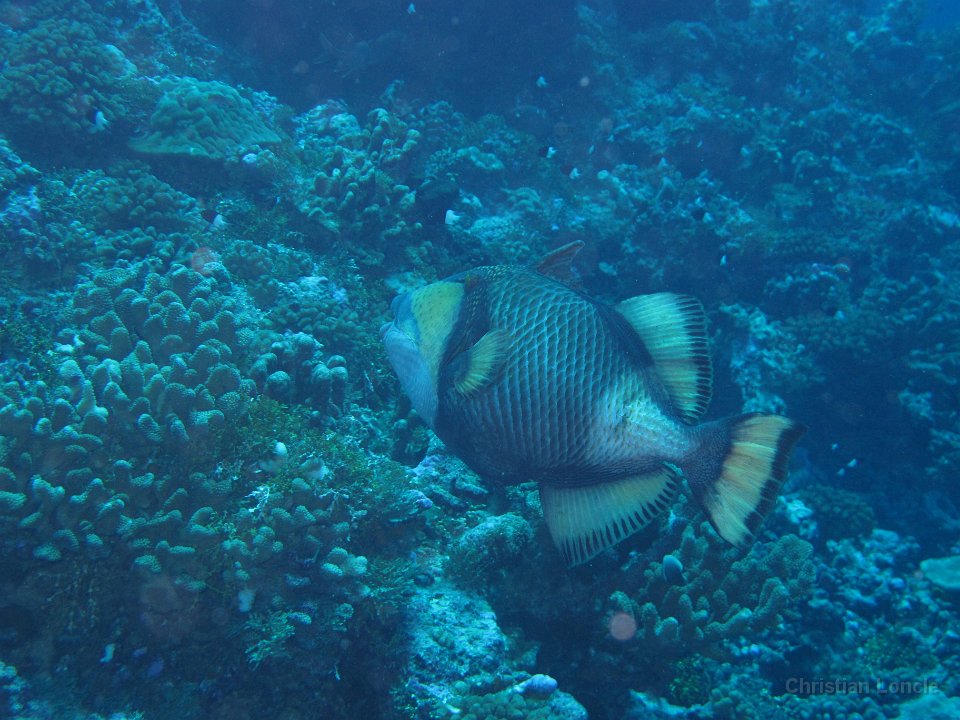 0078 IMG 1759 Rangiroa