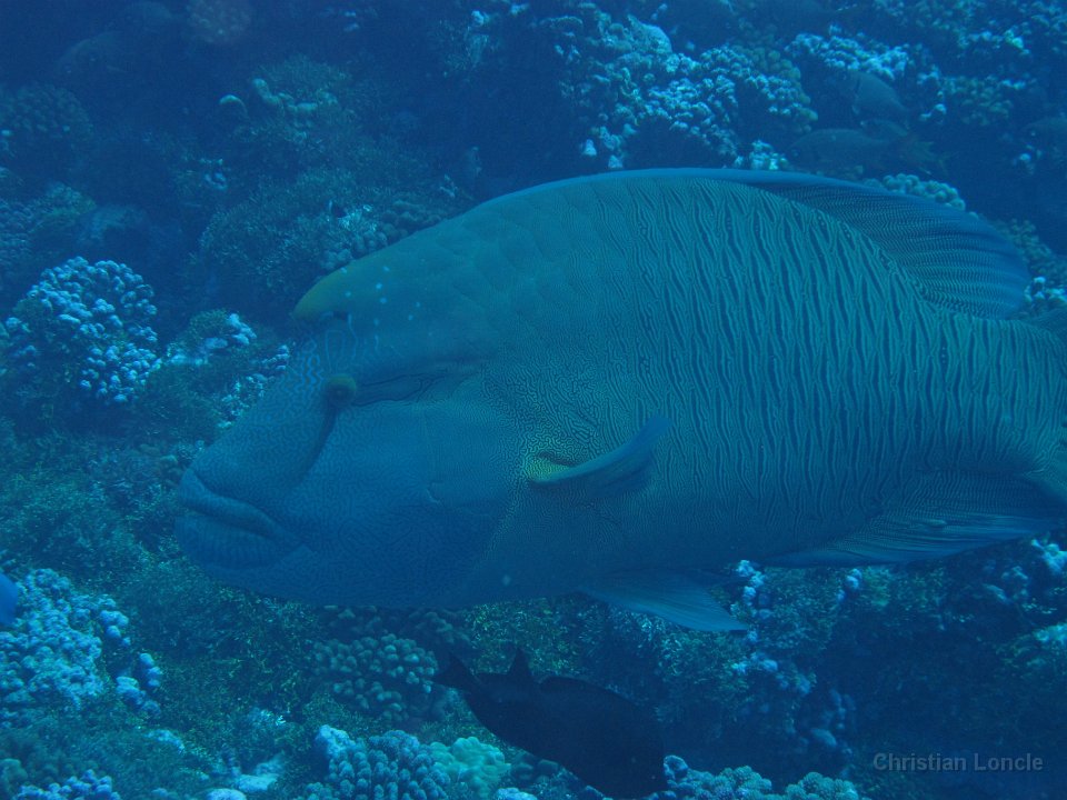 0080 IMG 1761 Rangiroa