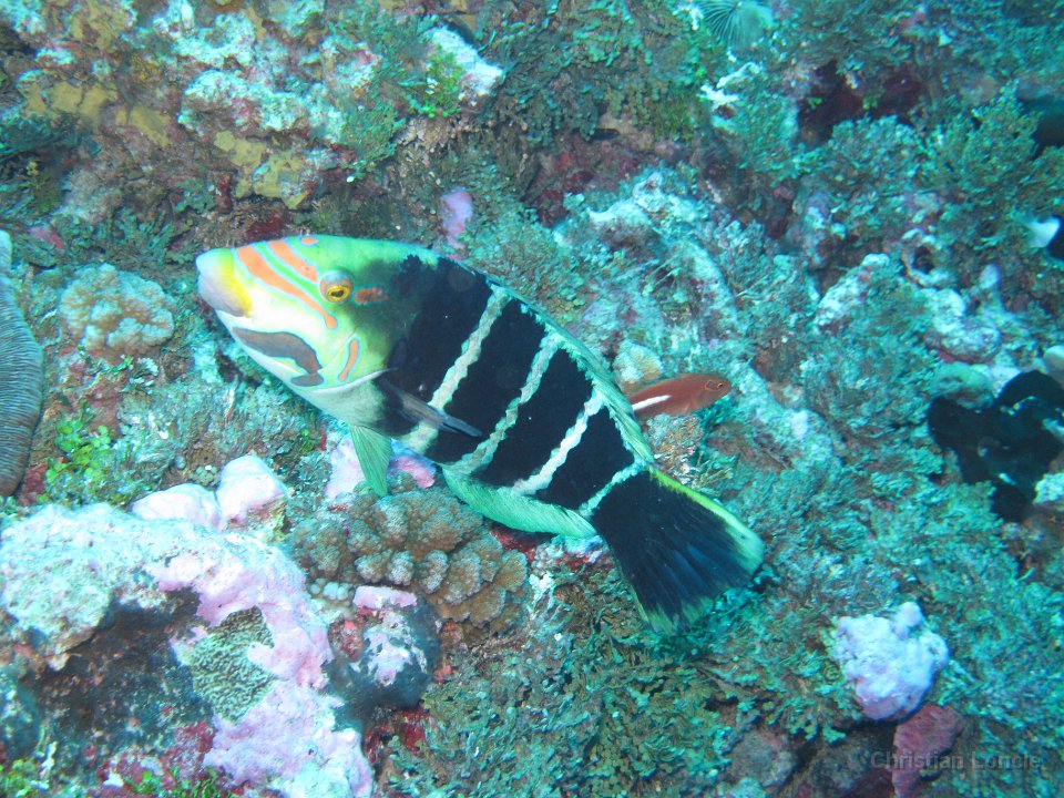 0084 IMG 1765 Rangiroa