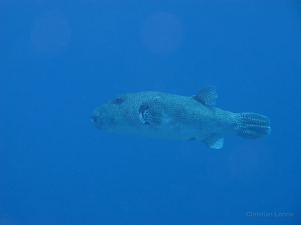 0089 IMG 1779 Rangiroa