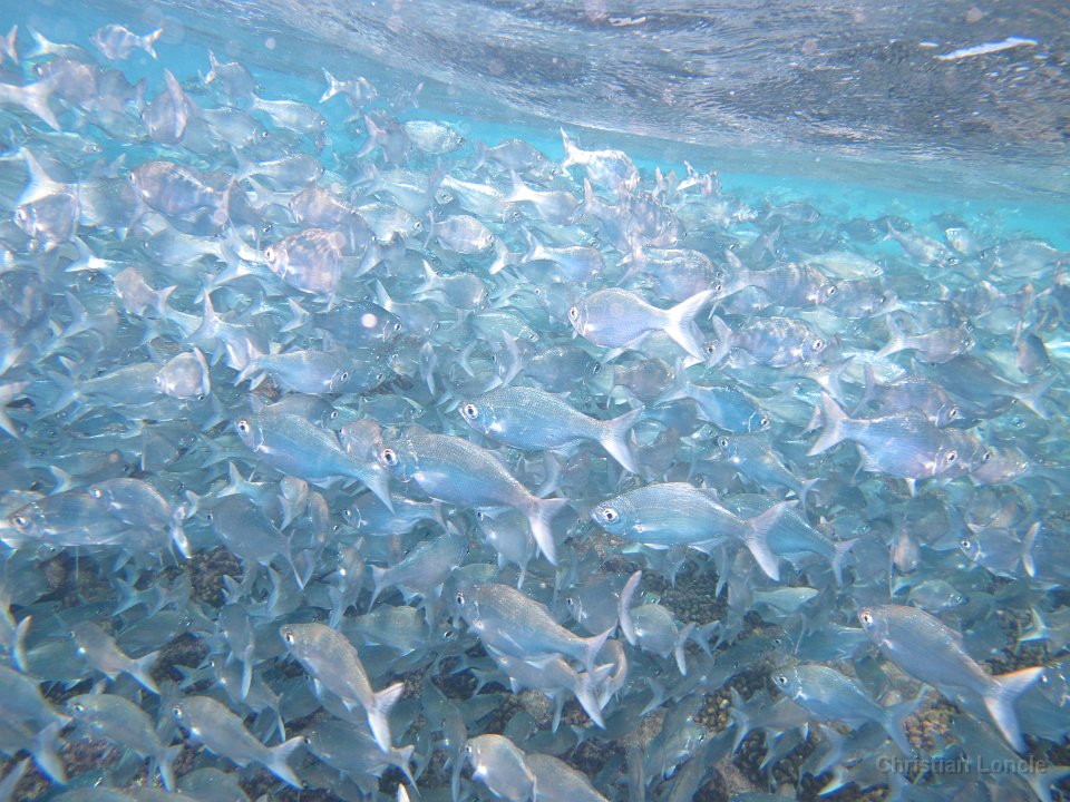 0098 IMG 1794 Rangiroa