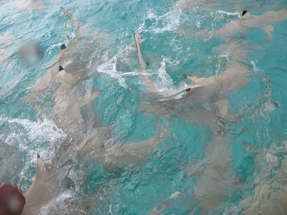 0173 IMG 1903 Rangiroa