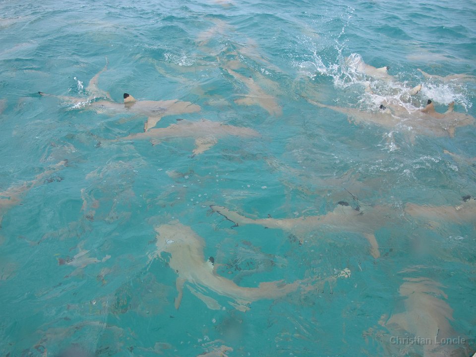 0176 IMG 1907 Rangiroa