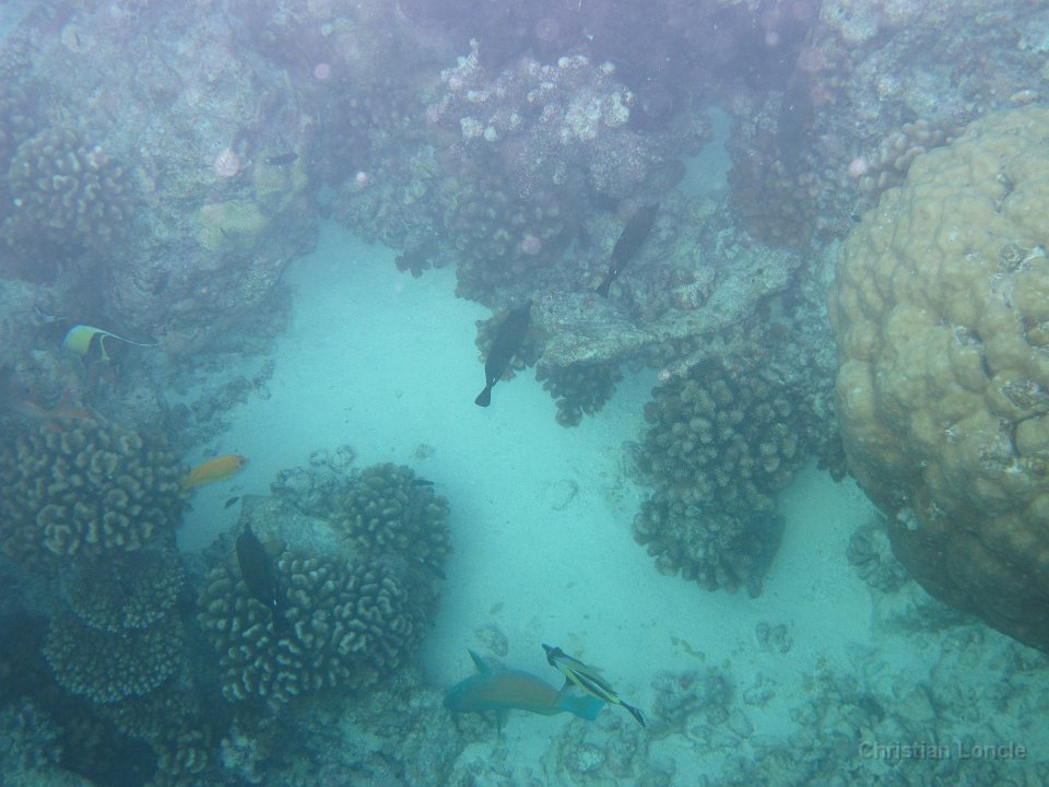 0178 IMG 1923 Rangiroa
