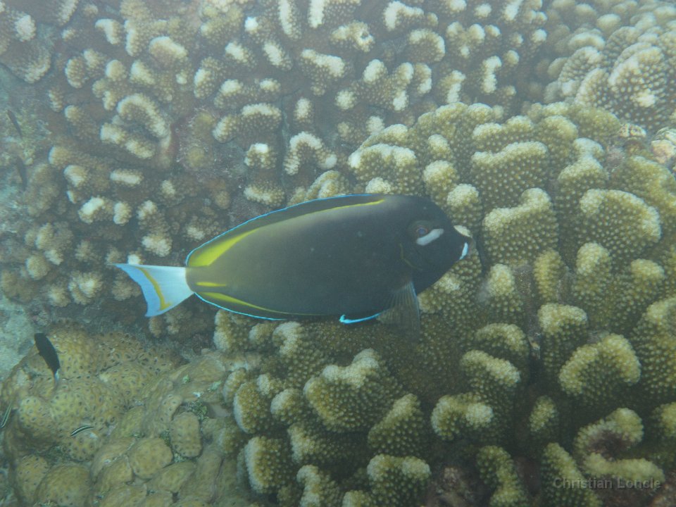 0182 IMG 1927 Rangiroa