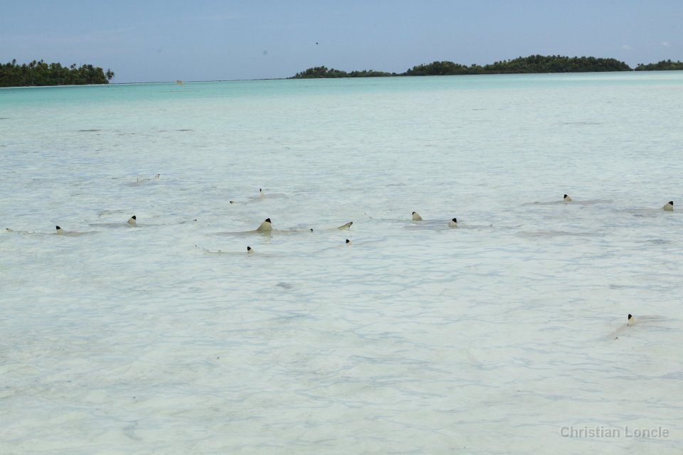 0203 IMG 3394 Rangiroa