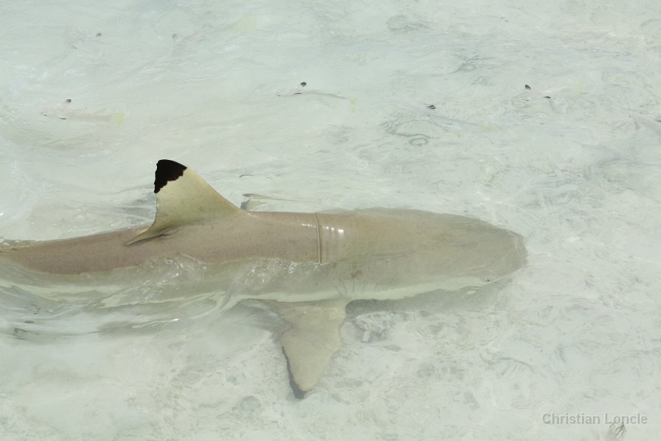 0205 IMG 3403 Rangiroa