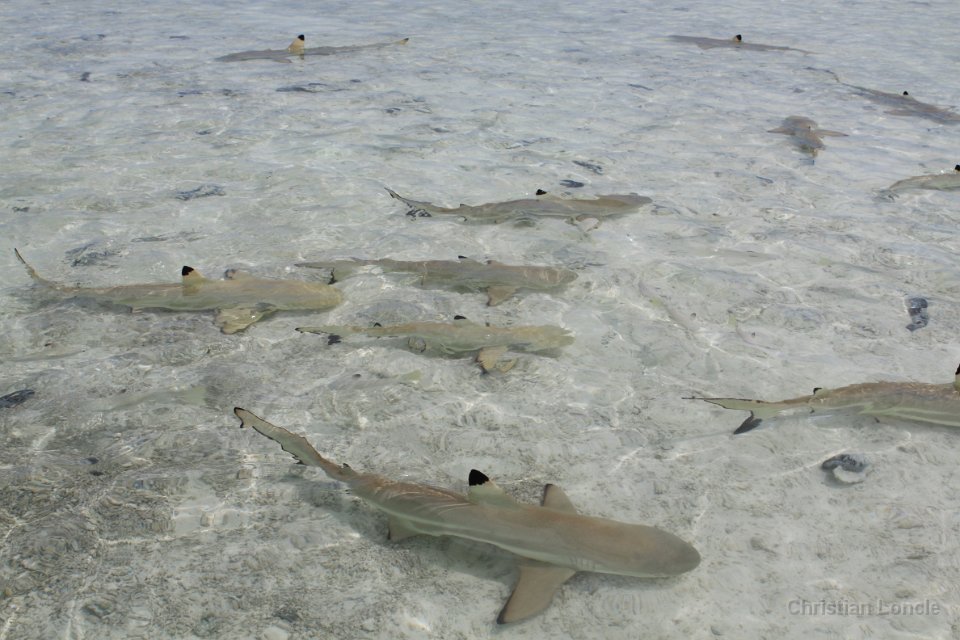 0210 IMG 3426 Rangiroa