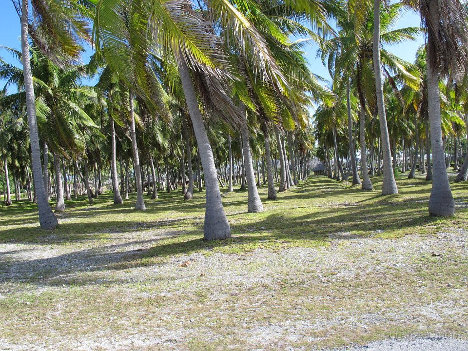 0262 IMG 1979 Rangiroa
