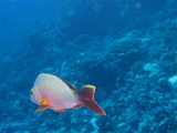 0056_IMG_1697_Rangiroa.JPG
