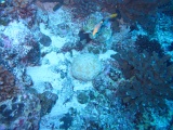 0057_IMG_1709_Rangiroa.JPG