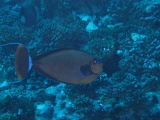 0058_IMG_1710_Rangiroa.JPG