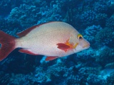 0059_IMG_1711_Rangiroa.JPG