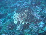 0061_IMG_1716_Rangiroa.JPG